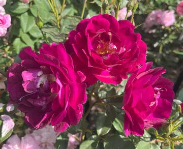 Rosa 'Royal Celebration'