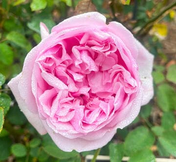 Rosa 'Pretty Jessica'