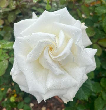 Rosa 'Pope John Paul II'