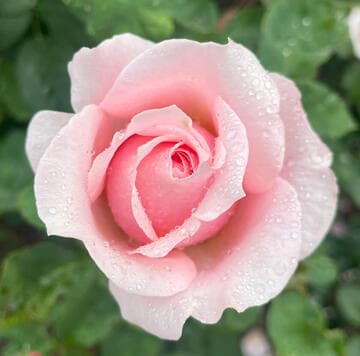 Rosa 'Paul Bocuse'