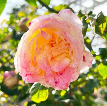 Rosa 'William R. Smith'