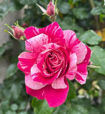 Rosa 'Raspberry Cream Swirl'