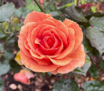 Rosa 'Lady Bird'
