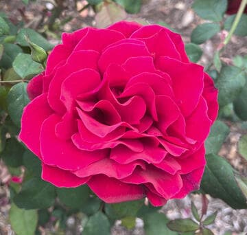 Rosa 'John S. Armstrong'