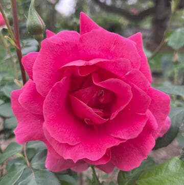 Rosa 'Thomas Affleck'