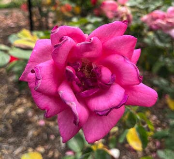 Rosa 'Captain Harry Stebbings'