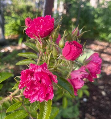 Rosa 'F. J. Grootendorst'