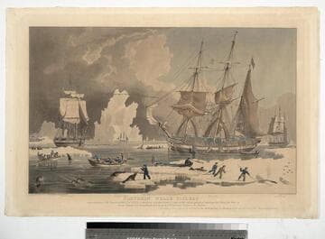 Northern Whale Fishery. A representation of the ship Harmony of Hull, & other vessels with their boats & crews in the various process of attacking and killing the whale in Davis Straits and Greenland, with the mode of flinching & taking in the blubber