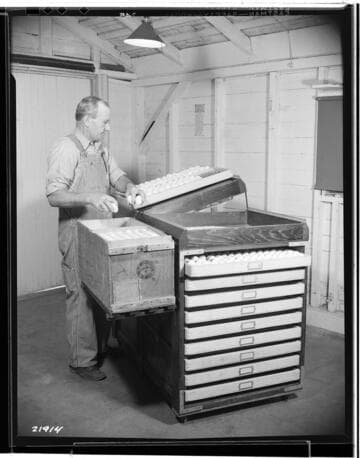 P2 - Poultry - Poultry Book