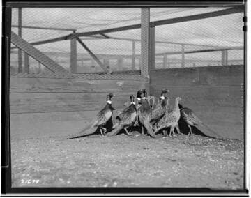 Poultry Book - State Game Farm