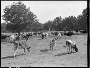 Dairy Booklet photos