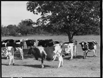 Dairy Booklet photos