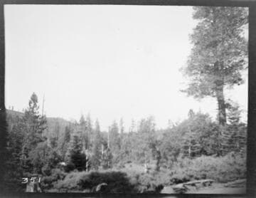 An unknown location showing trees and bushes