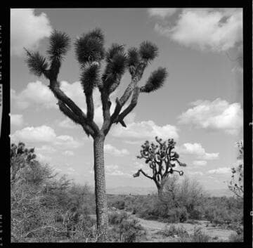 Bishop & Hoover tower line