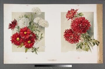 [Tokio : Laciniatum] ; [Cullingfordii]