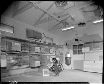 Room with chinchilla cages