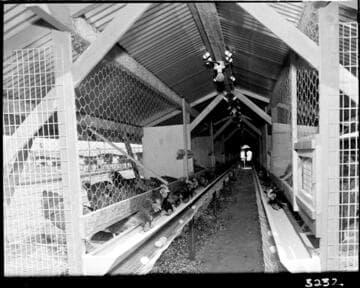 Agriculture, poultry