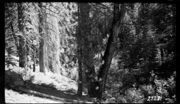 Big Creek, Fish Valley