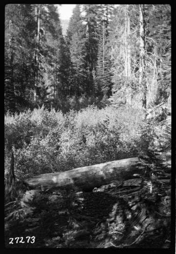 Big Creek, Fish Valley