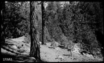 Big Creek, Fish Valley