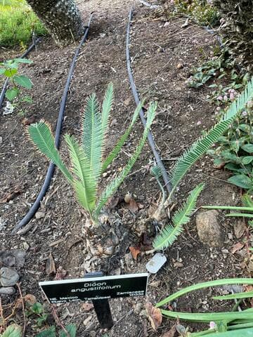 Dioon angustifolium