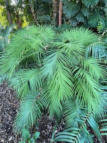 Ceratozamia mexicana