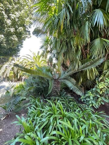 Encephalartos lebomboensis