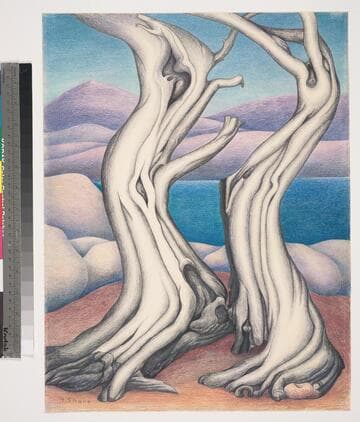 Cypress Trees, Point Lobos