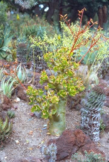 Tylecodon paniculatus