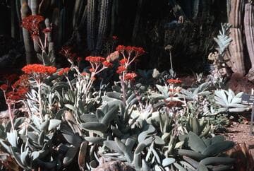 Crassula perfoliata var. falcata