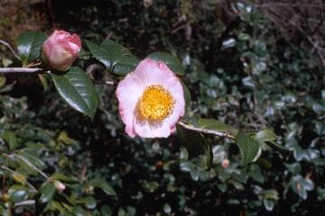 Camellia japonica 'Goshozakura' (Cherry of the Royal Garden)