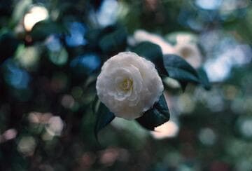 Camellia japonica 'White Perfection'