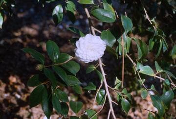 Camellia japonica 'Margarete Hertrich'