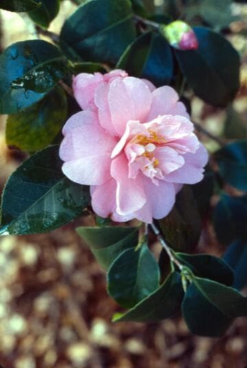 Camellia japonica 'Margie Dee Fisher'