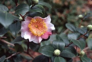 Camellia japonica 'Shôwa-no-hikari' (Light of Shôwa)