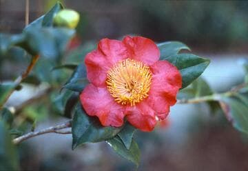 Camellia japonica 'Shiranui' (Fishing Lights on the Sea)