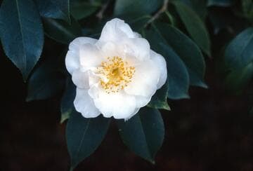 Camellia japonica 'Queen Bessie'