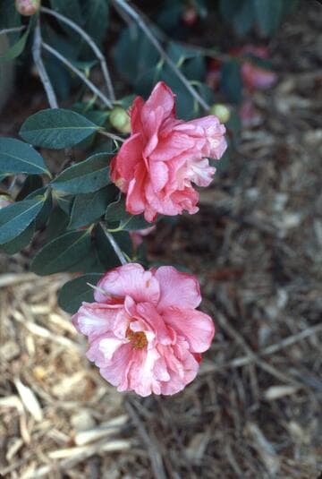 Camellia reticulata 'Xiaoye Mudan' (Small Leaf Peony)