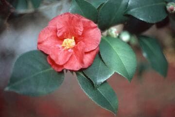 Camellia japonica 'Oki-no-nami' (Waves in the Offing)