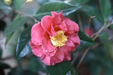 Camellia japonica 'Guilio Nuccio'
