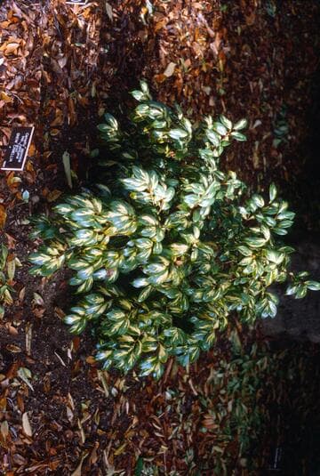 Camellia japonica ssp. rusticana 'Taiyô' (The Sun)