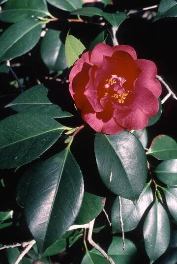 Camellia japonica 'St. Andrè'