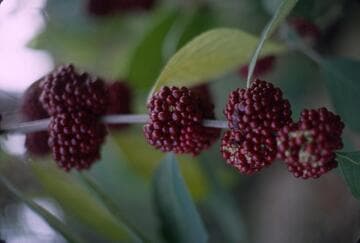 Callicarpa acuminata