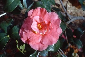 Camellia japonica 'Adah Pearl'