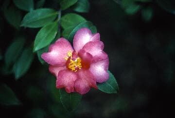 Camellia hiemalis 'Kanjiro'