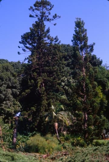 Araucaria heterophylla 'Glauca'