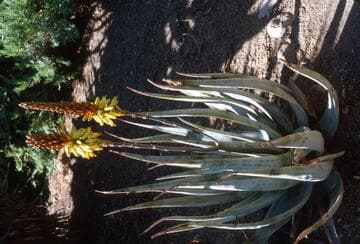 Aloe wickensii