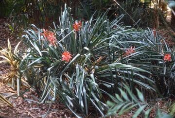 Aechmea x disticulosa