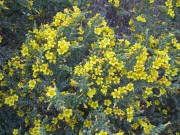 Hypericum aegypticum