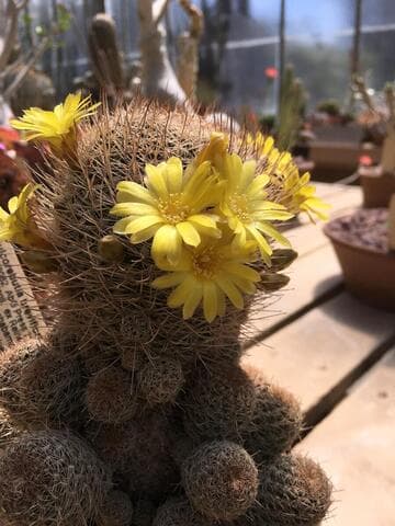 Sulcorebutia breviflora